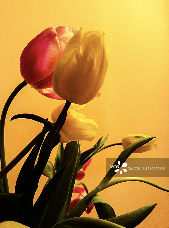 黄色墙壁背景下的黄色和红色郁金香花蕾图片素材