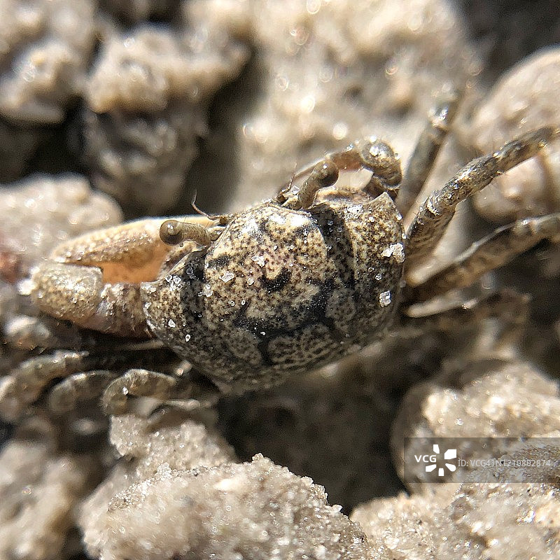 佛罗里达西南部沙蟹特写，眼睛正对着你图片素材
