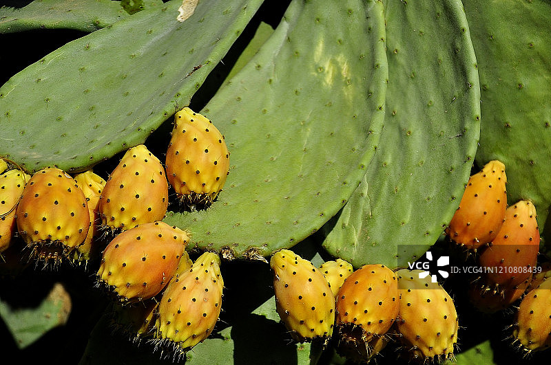 欧洲意大利西西里卡塔尼亚仙人掌叶片照片图片素材