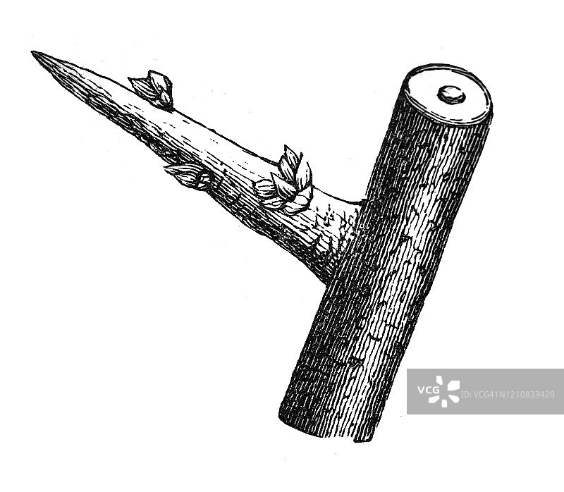 叶芽和幼枝的生长结构古老雕刻插图：植物学、根、芽、木材选择，1894年大众百科全书图片素材