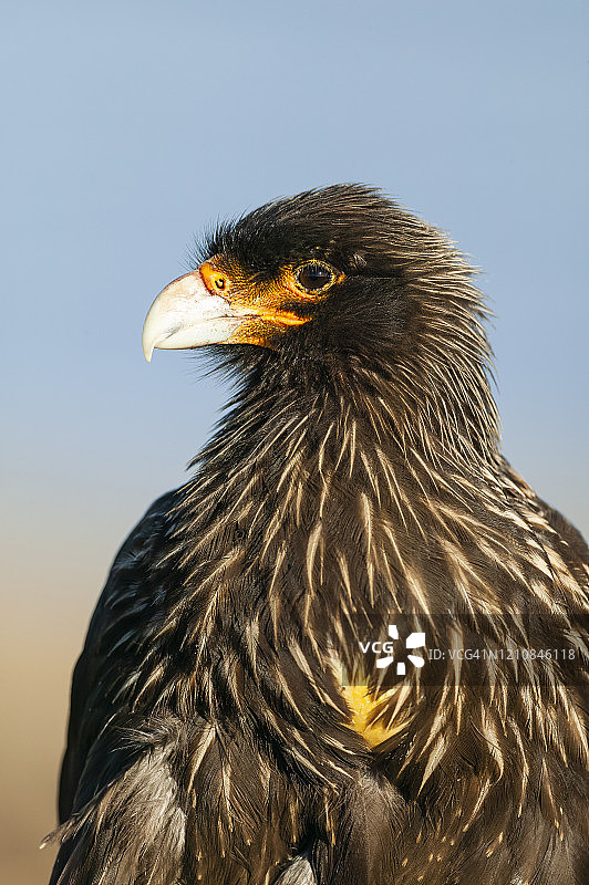 纹卡拉鹰，福克兰群岛，南大西洋图片素材