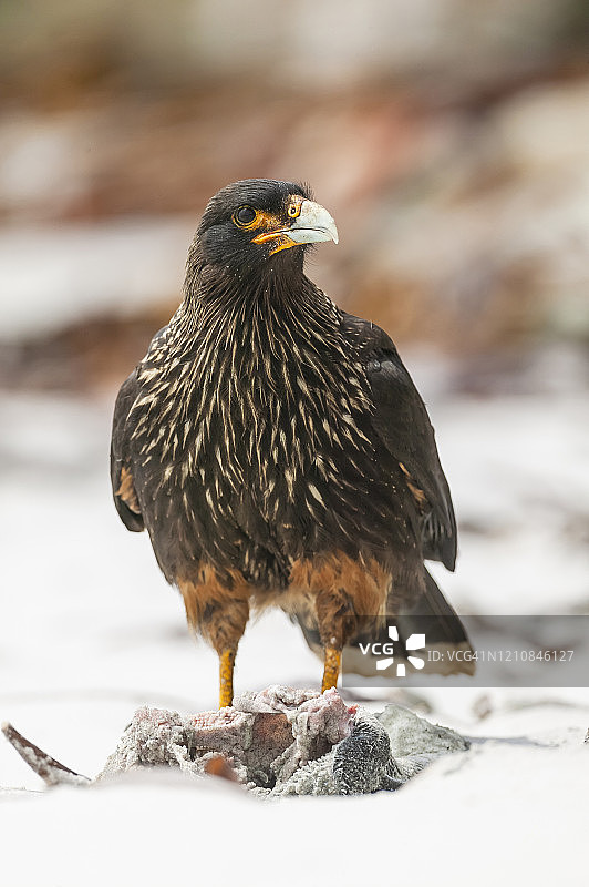 纹卡拉鹰，福克兰群岛，南大西洋图片素材