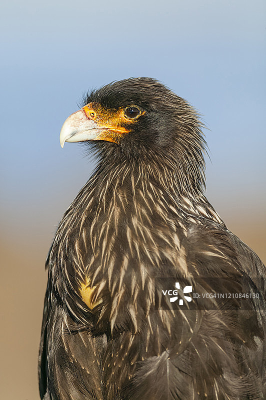 纹卡拉鹰，福克兰群岛，南大西洋图片素材