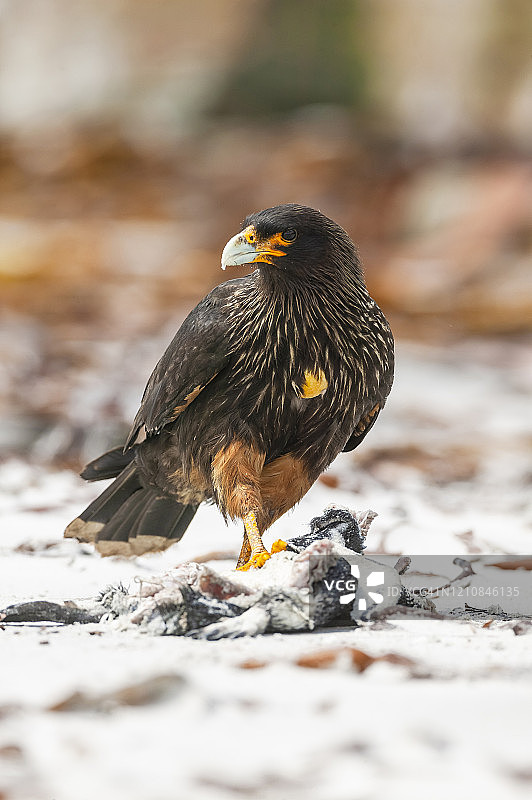 纹卡拉鹰，福克兰群岛，南大西洋图片素材