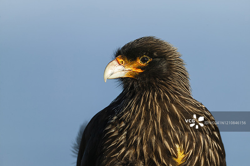 纹卡拉鹰，福克兰群岛，南大西洋图片素材