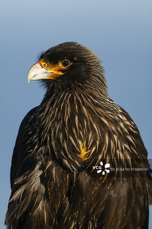 纹卡拉鹰，福克兰群岛，南大西洋图片素材
