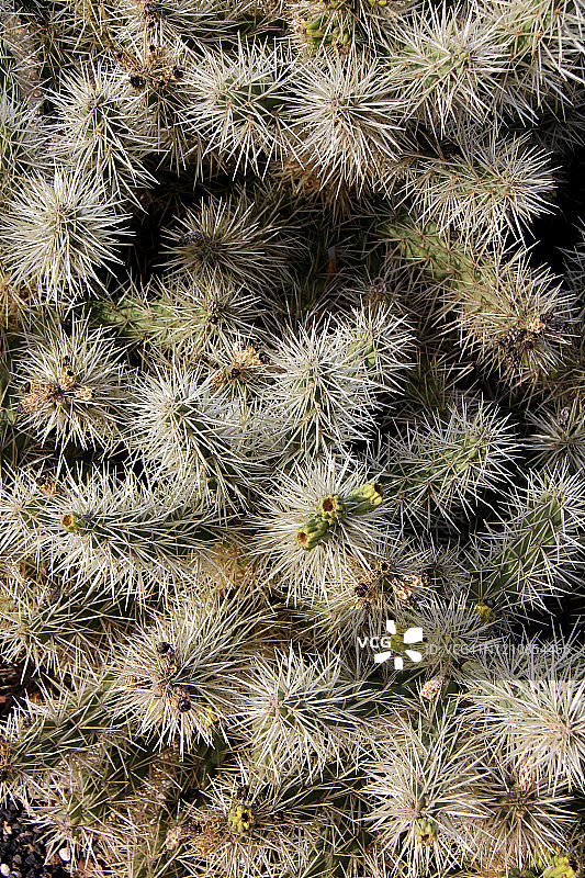 仙人掌。图片素材