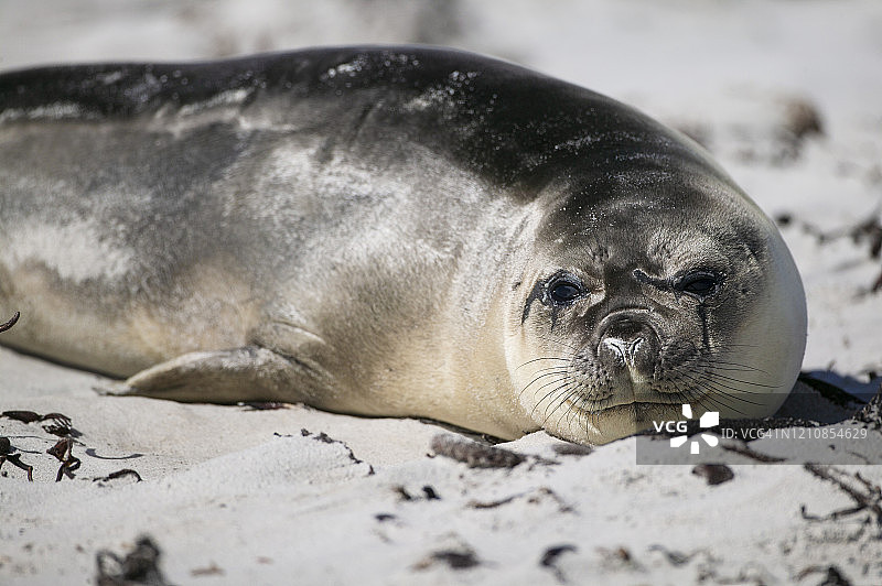 象海豹图片素材