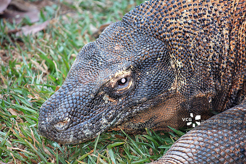 科莫多巨蜥图片素材
