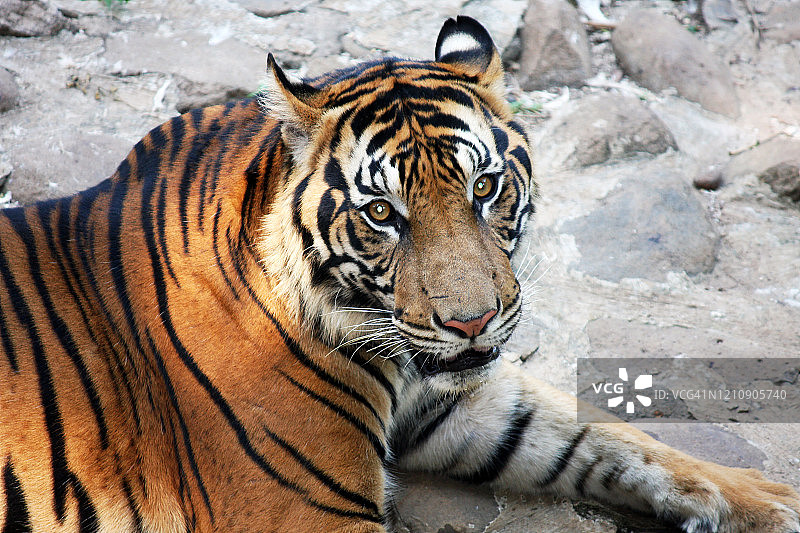 苏门答腊虎图片素材