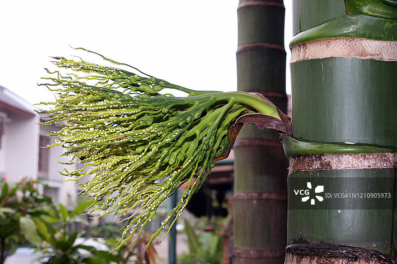 未成熟的槟榔图片素材