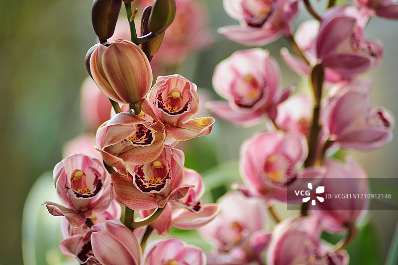 春季盛开的虎头兰图片素材