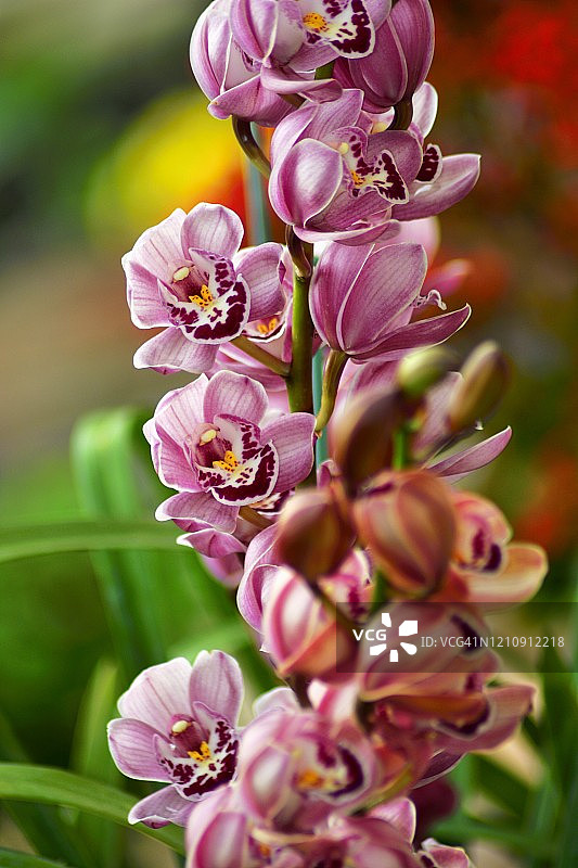 春季盛开的虎头兰图片素材