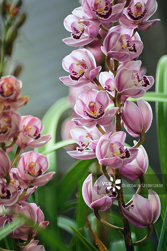 春季盛开的虎头兰图片素材