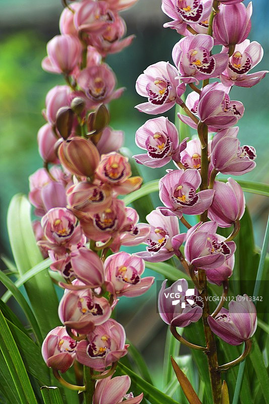 春季盛开的虎头兰图片素材