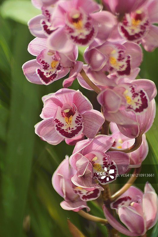 春季盛开的虎头兰图片素材