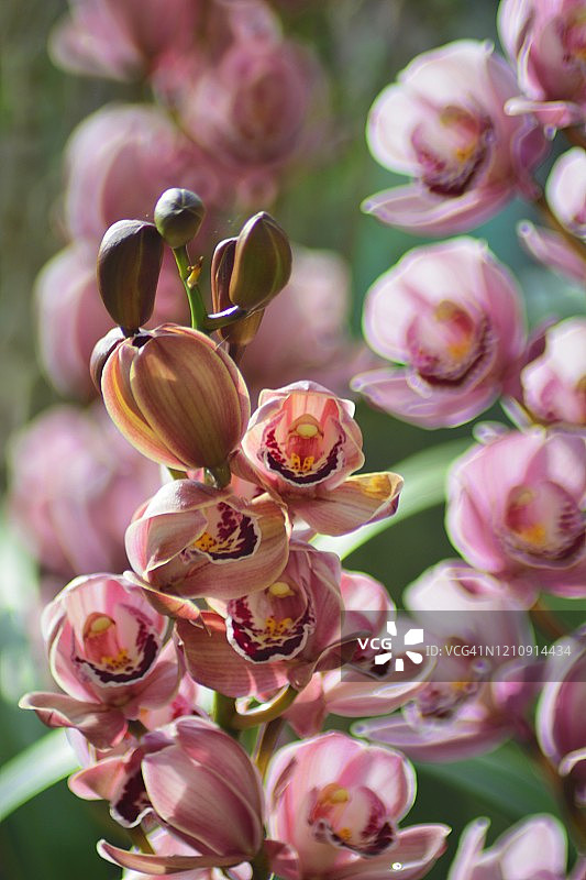 春季盛开的虎头兰图片素材