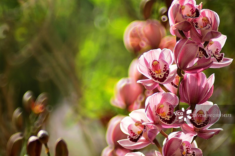 春季盛开的虎头兰图片素材