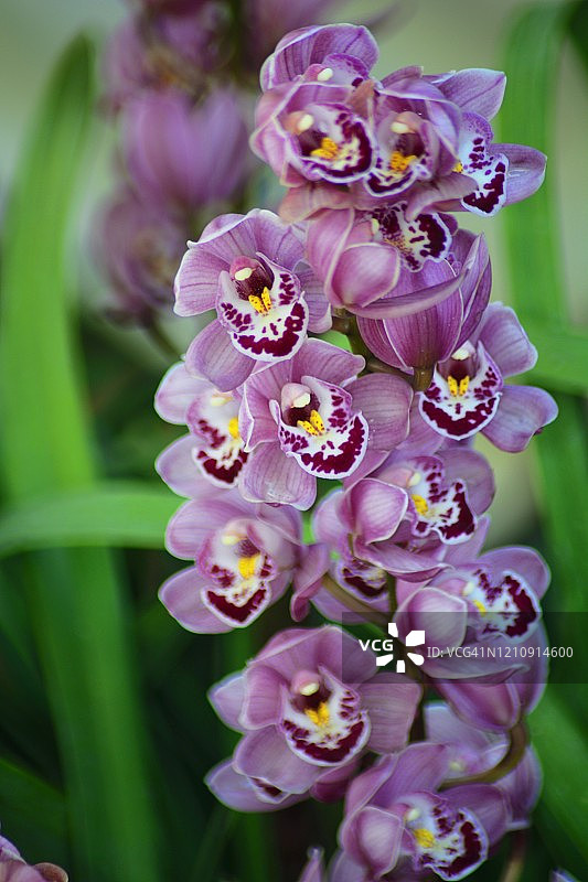 春季盛开的虎头兰图片素材