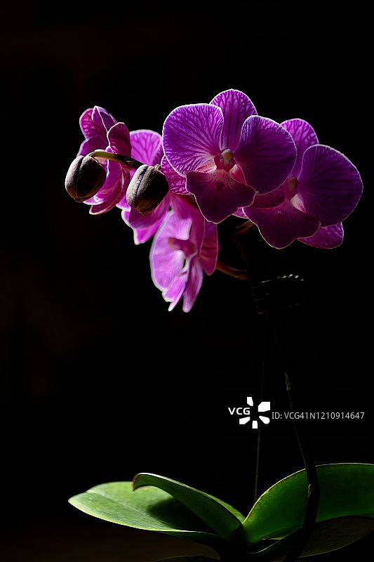 黑色背景下的兰花照片图片素材