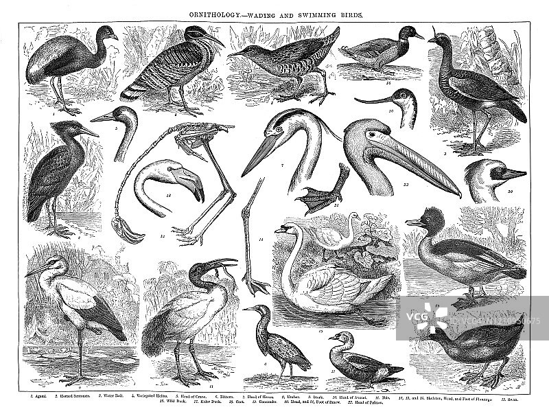 1894年版鸟类图鉴：涉禽和游禽古版画图片素材