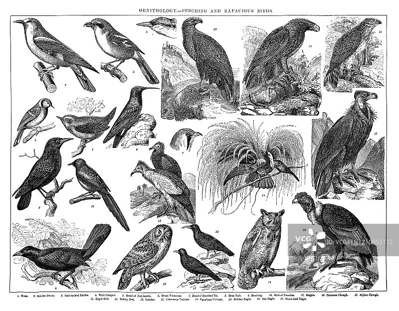 鸟类学古老雕刻插图：栖息鸟和猛禽。1894年大众百科全书出版，版权已过期图片素材