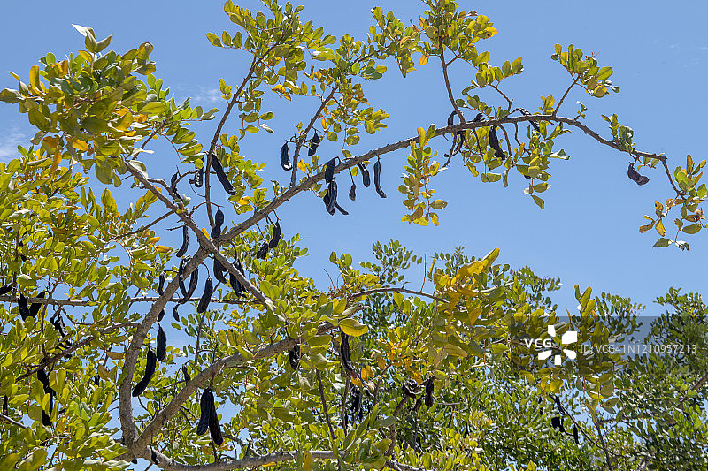 结满豆荚的角豆树图片素材