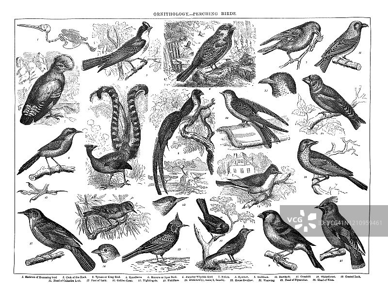 栖息鸟类古版画图片素材