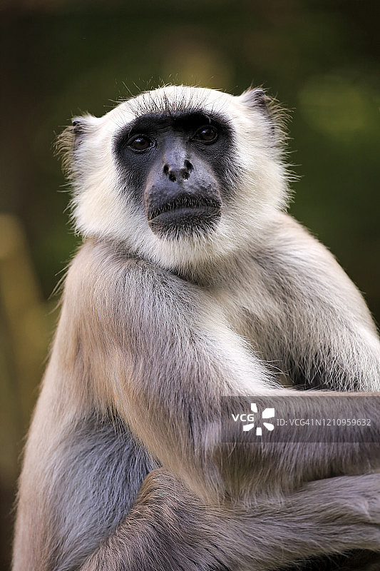 亚洲北部平原灰叶猴成年特写图片素材