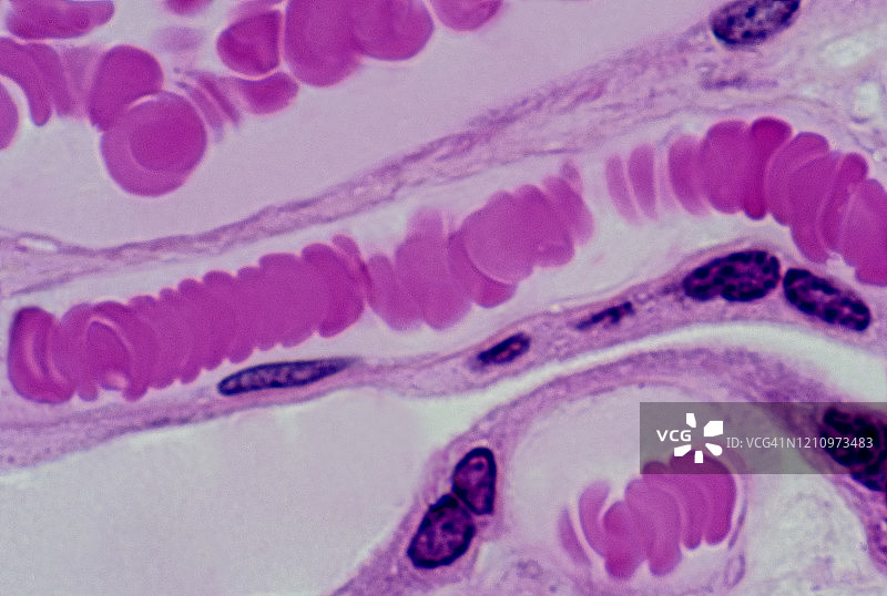 毛细血管中的红细胞，人胎盘，250倍图片素材