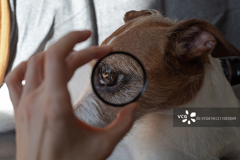 小狗眼睛特写图片素材