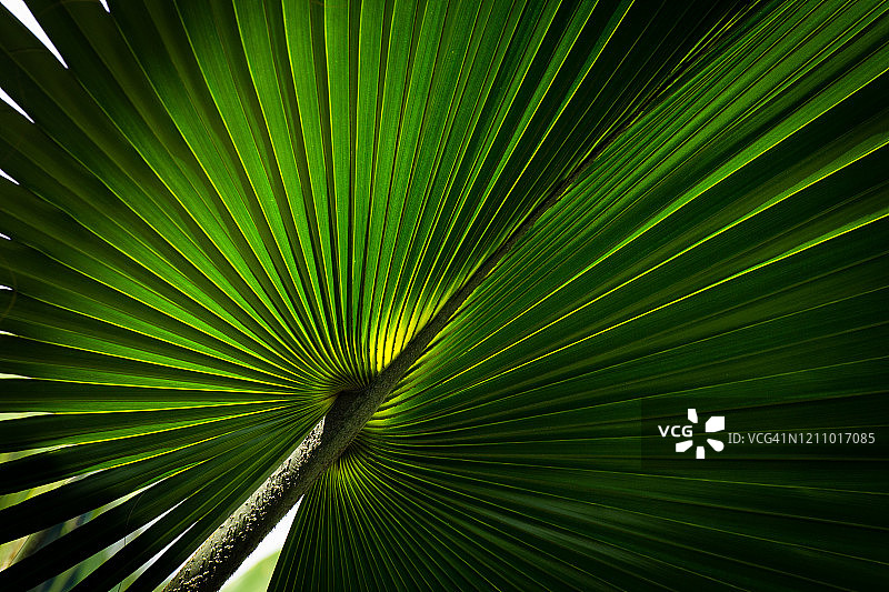 热带扇形棕榈叶抽象图像图片素材
