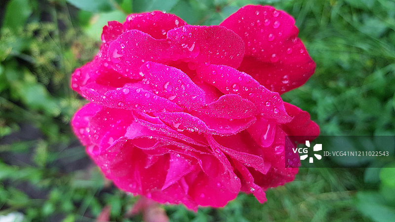 雨后娇艳红玫瑰花瓣特写图片素材