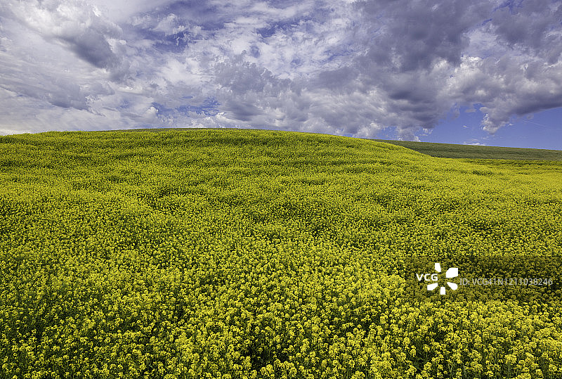 多云天空下，油菜花覆盖着帕卢斯绵延的丘陵和农田图片素材
