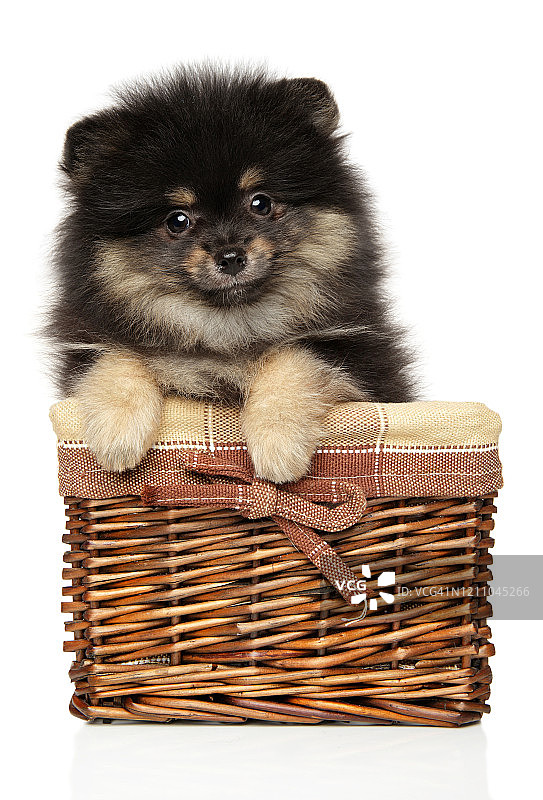 柳条筐里的博美犬幼犬图片素材