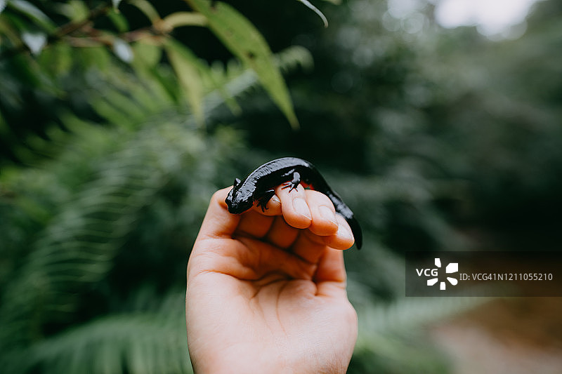 冲绳剑尾蝾螈，日本图片素材