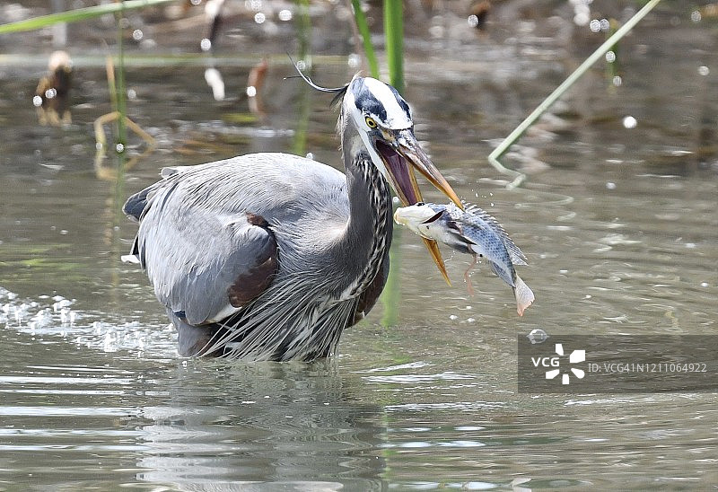 蓝鹭捕食罗非鱼图片素材