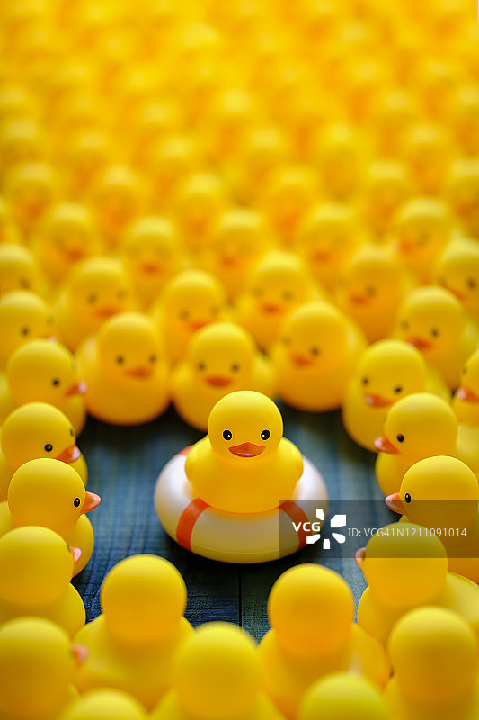 救生圈上的黄色小鸭和周围的其他小鸭图片素材