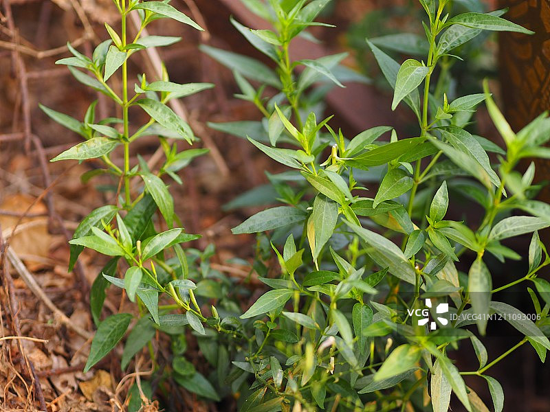 穿心莲：缓解喉咙痛、退烧的泰国草药图片素材