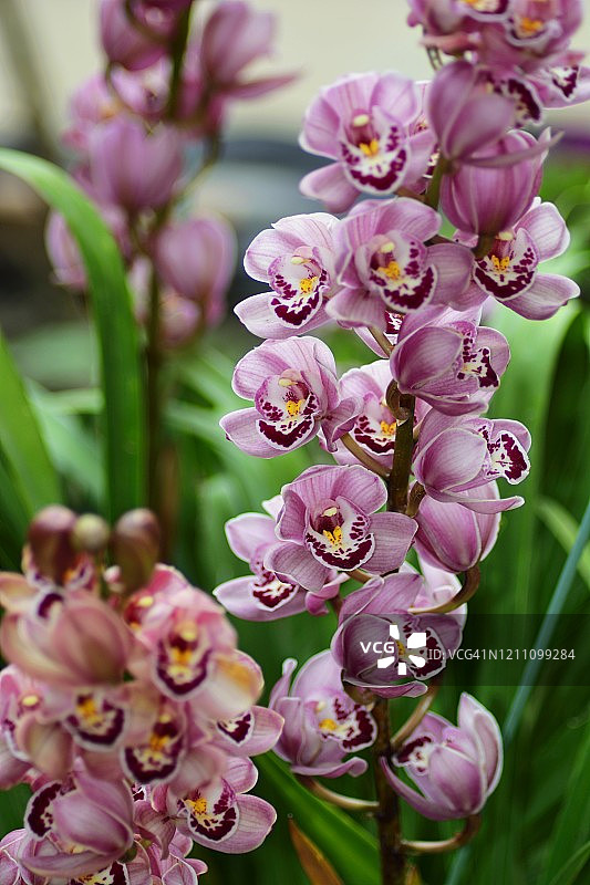 春季盛开的虎头兰图片素材