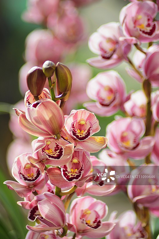 春季盛开的虎头兰图片素材