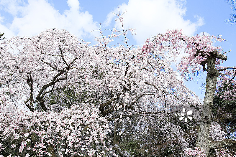 垂枝樱花树图片素材