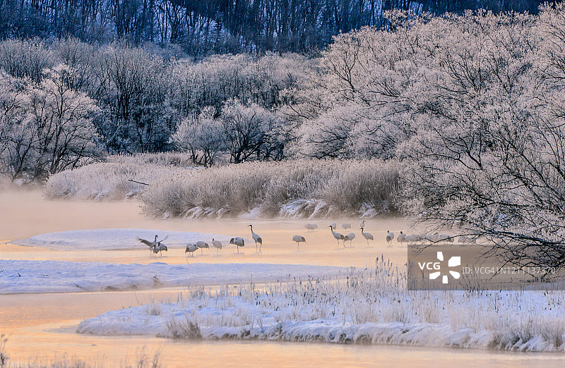 起重机的栖息地图片素材