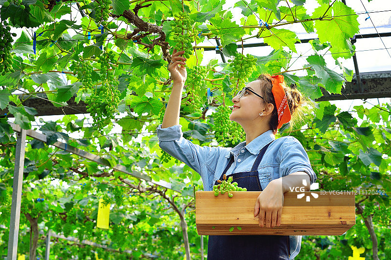 年轻女人在葡萄园采摘葡萄图片素材