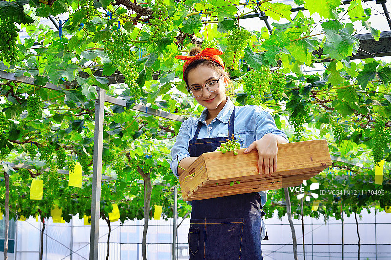 年轻女人在葡萄园采摘葡萄图片素材