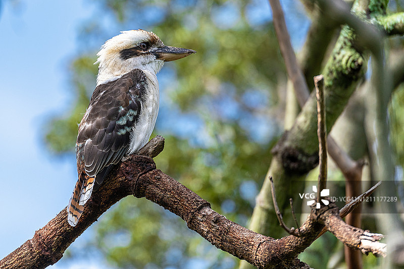 笑翠鸟图片素材