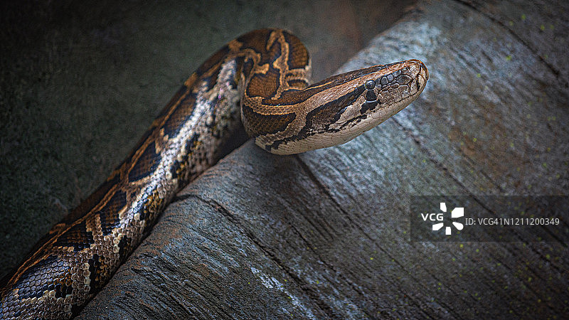 岩蟒图片素材