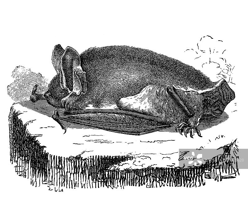 普通蝙蝠爬行的老式插图 - 翼手目，食虫动物。1894年出版的流行百科全书中的古董插图。图片素材