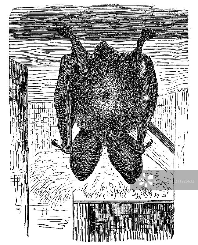 长耳蝙蝠悬挂古老版画插图：翼手目，食虫动物。1894年出版的流行百科全书古董插图，版权已过期图片素材