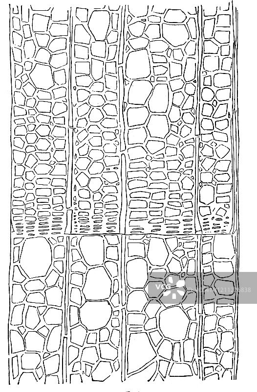 椴树木材横截面古老雕刻插图 - 植物学 - 根、芽、木材选择。1894年出版的古董插图，此艺术品的版权已过期图片素材